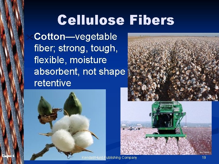 Cellulose Fibers " Cotton—vegetable fiber; strong, tough, flexible, moisture absorbent, not shape retentive Chapter