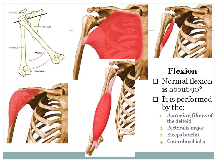 10 Flexion Normal flexion is about 90° It is performed by the: 1. 2. 10 Flexion Normal flexion is about 90° It is performed by the: 1. 2.