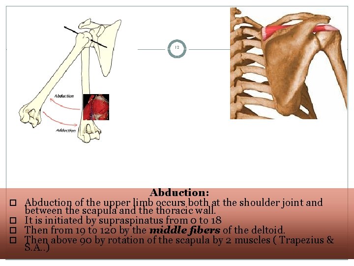 12 Abduction: Abduction of the upper limb occurs both at the shoulder joint and