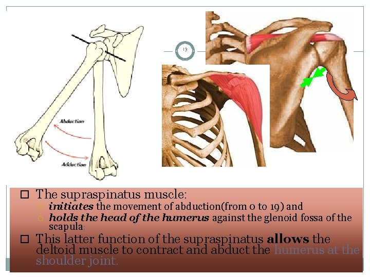 13 The supraspinatus muscle: initiates the movement of abduction(from 0 to 19) and holds 13 The supraspinatus muscle: initiates the movement of abduction(from 0 to 19) and holds