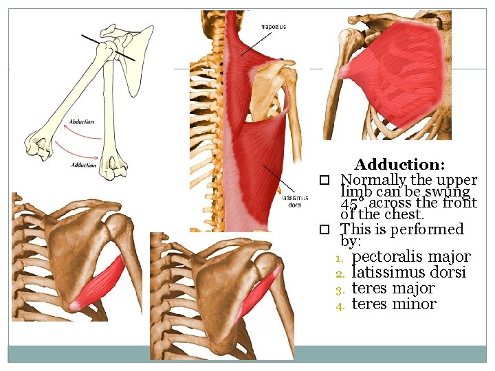 14 Adduction: Normally the upper limb can be swung 45° across the front of