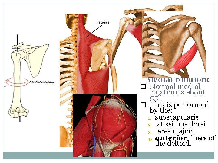16 Medial rotation: Normal medial rotation is about 55°. This is performed by the: 16 Medial rotation: Normal medial rotation is about 55°. This is performed by the: