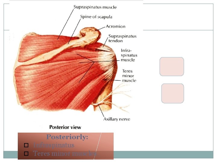 19 Posteriorly: Infraspinatus Teres minor muscles. 19 Posteriorly: Infraspinatus Teres minor muscles.
