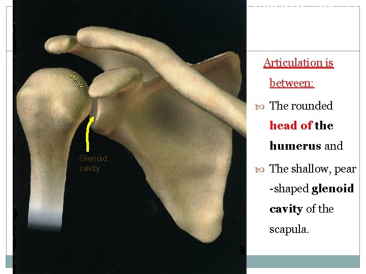 ARTICULATION 2 Articulation is between: The rounded head of the humerus and Glenoid cavity