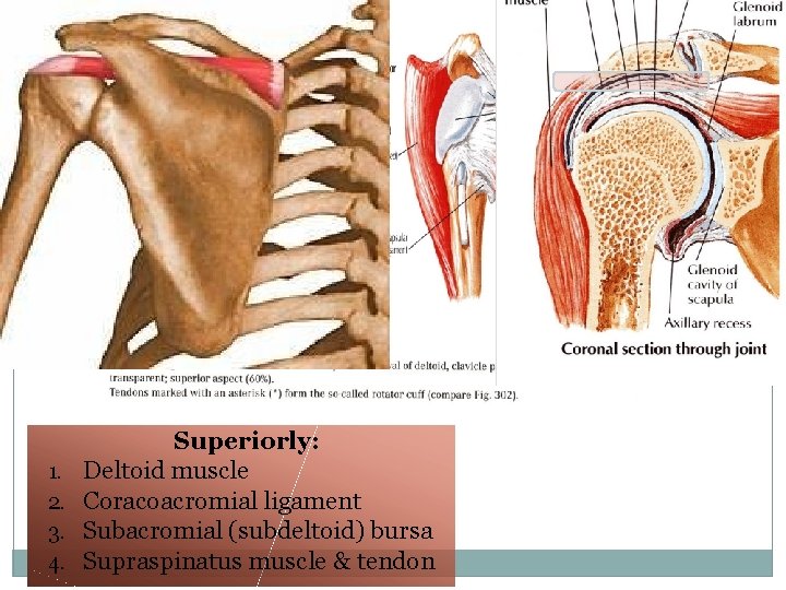 20 1. 2. 3. 4. Superiorly: Deltoid muscle Coracoacromial ligament Subacromial (subdeltoid) bursa Supraspinatus 20 1. 2. 3. 4. Superiorly: Deltoid muscle Coracoacromial ligament Subacromial (subdeltoid) bursa Supraspinatus