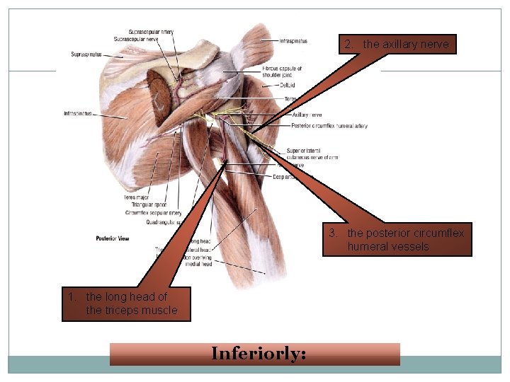 2. the axillary nerve 21 3. the posterior circumflex humeral vessels 1. the long 2. the axillary nerve 21 3. the posterior circumflex humeral vessels 1. the long