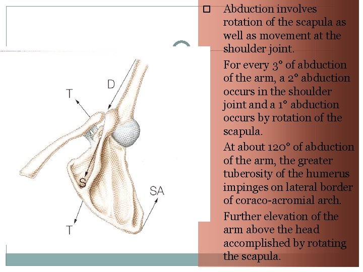 23 Abduction involves rotation of the scapula as well as movement at the 23 Abduction involves rotation of the scapula as well as movement at the