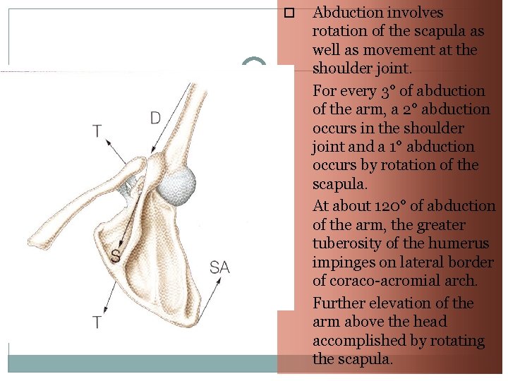  23 Abduction involves rotation of the scapula as well as movement at the