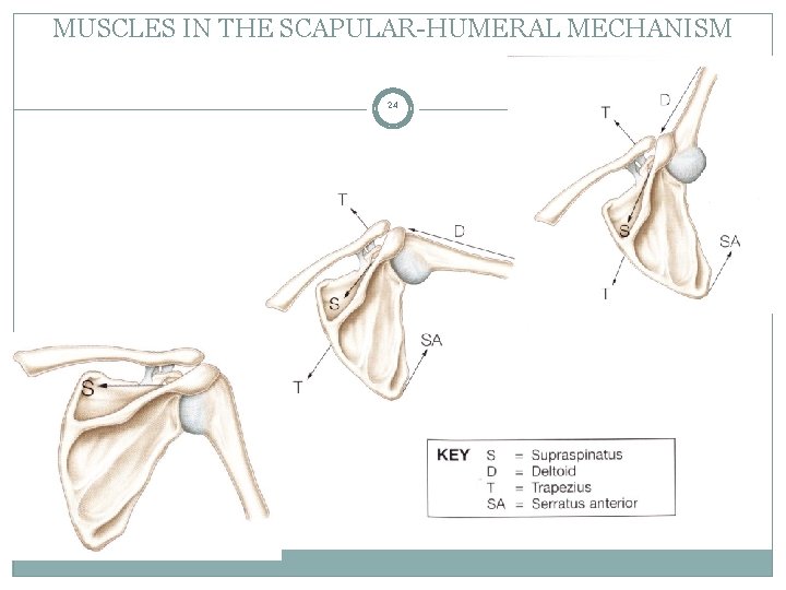 MUSCLES IN THE SCAPULAR-HUMERAL MECHANISM 24 