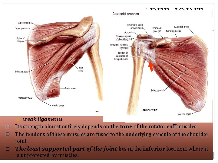 STABILITY OF THE SHOULDER JOINT 25 This joint is unstable because of the: shallowness