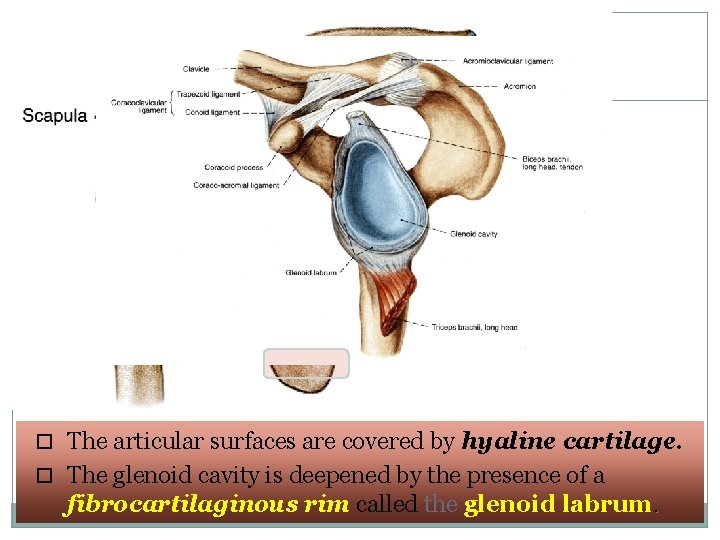 3 The articular surfaces are covered by hyaline cartilage. The glenoid cavity is deepened