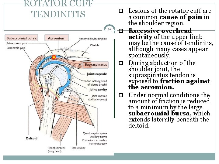 ROTATOR CUFF TENDINITIS Lesions of the rotator cuff are 36 a common cause of