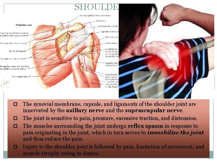 SHOULDER PAIN 41 The synovial membrane, capsule, and ligaments of the shoulder joint are SHOULDER PAIN 41 The synovial membrane, capsule, and ligaments of the shoulder joint are