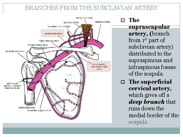 BRANCHES FROM THE SUBCLAVIAN ARTERY 43 The suprascapular artery, (branch from 1 st part