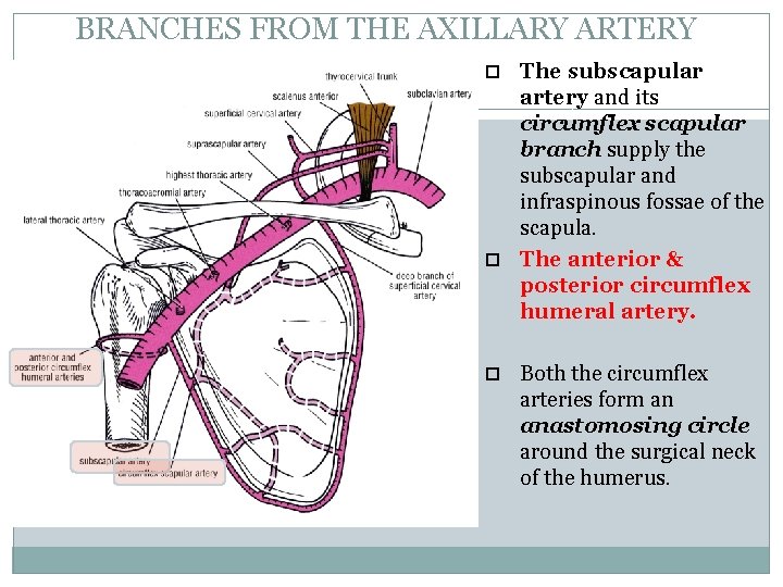 BRANCHES FROM THE AXILLARY ARTERY The subscapular 44 artery and its circumflex scapular branch BRANCHES FROM THE AXILLARY ARTERY The subscapular 44 artery and its circumflex scapular branch
