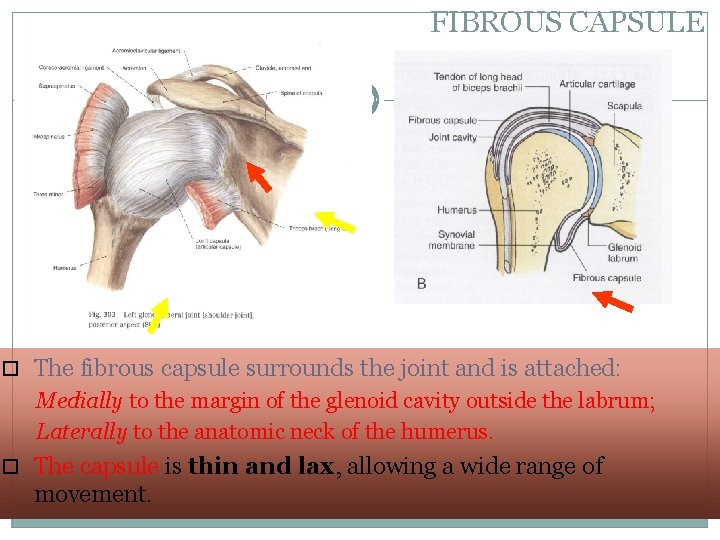 FIBROUS CAPSULE 5 The fibrous capsule surrounds the joint and is attached: Medially to