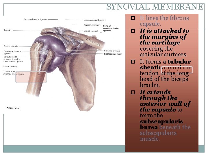 SYNOVIAL MEMBRANE It lines the fibrous 7 capsule. It is attached to the margins SYNOVIAL MEMBRANE It lines the fibrous 7 capsule. It is attached to the margins