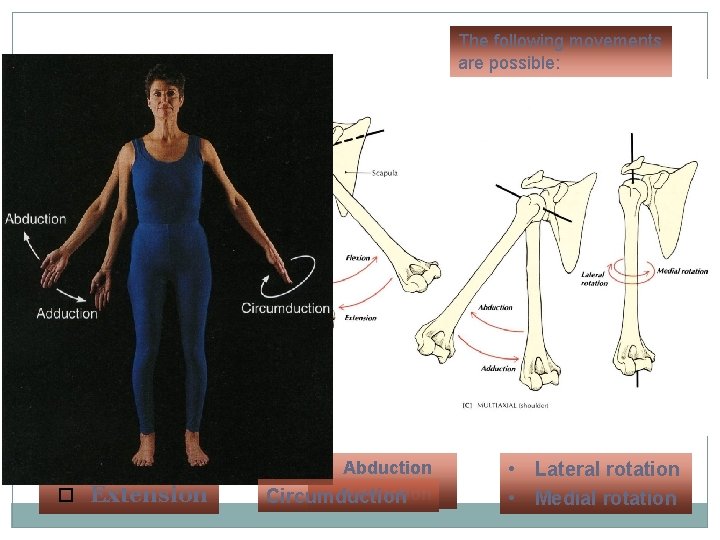 The following movements are possible: 9 Flexion Extension • Abduction • Adduction Circumduction •