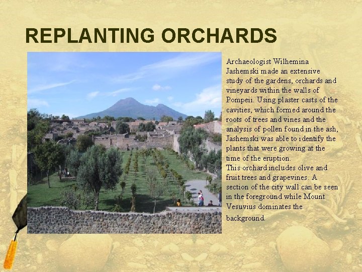 REPLANTING ORCHARDS Archaeologist Wilhemina Jashemski made an extensive study of the gardens, orchards and