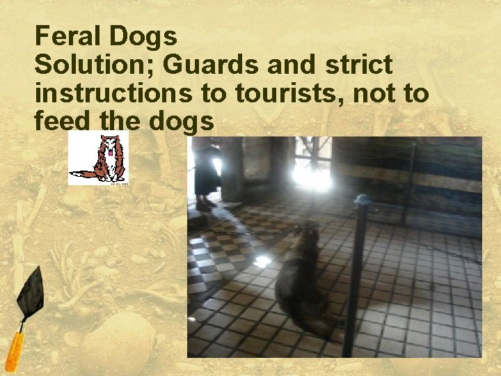 Feral Dogs Solution; Guards and strict instructions to tourists, not to feed the dogs