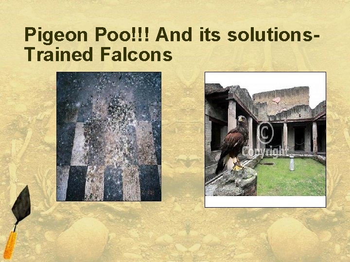 Pigeon Poo!!! And its solutions. Trained Falcons 