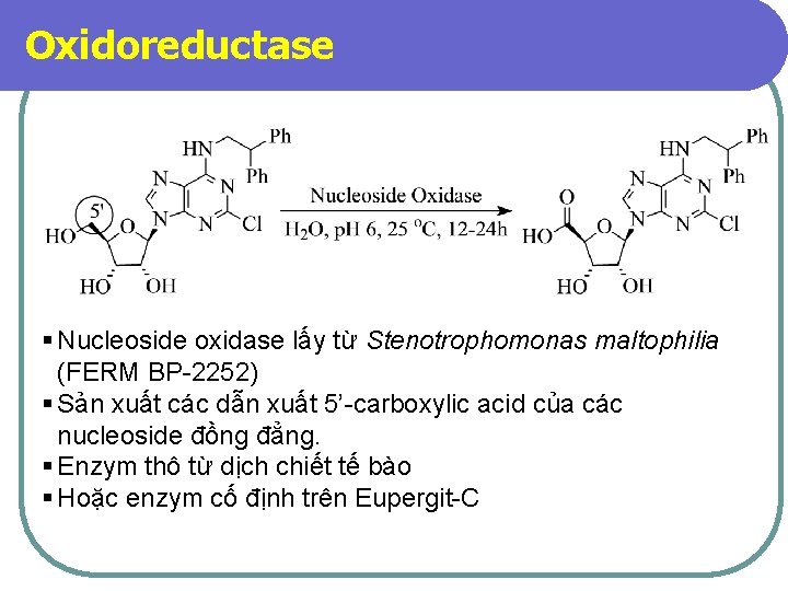 Oxidoreductase § Nucleoside oxidase lấy từ Stenotrophomonas maltophilia (FERM BP-2252) § Sản xuất các