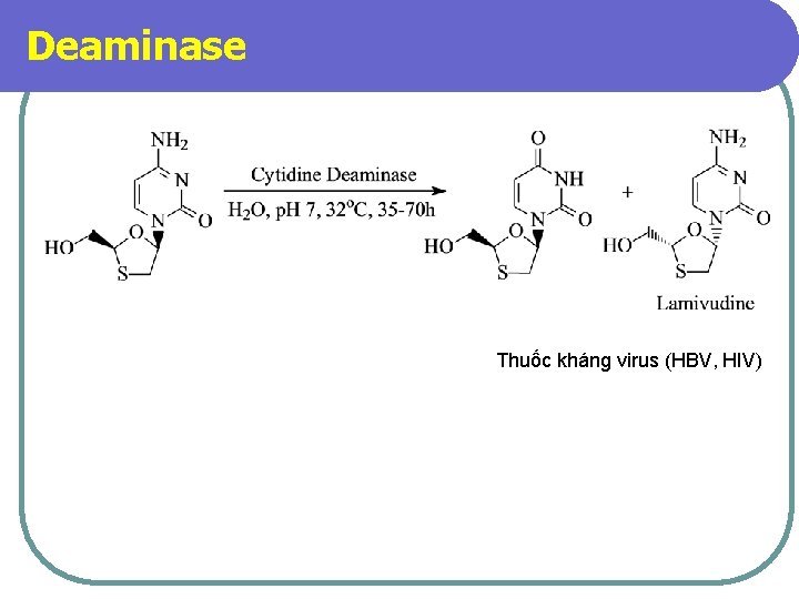 Deaminase Thuốc kháng virus (HBV, HIV) 