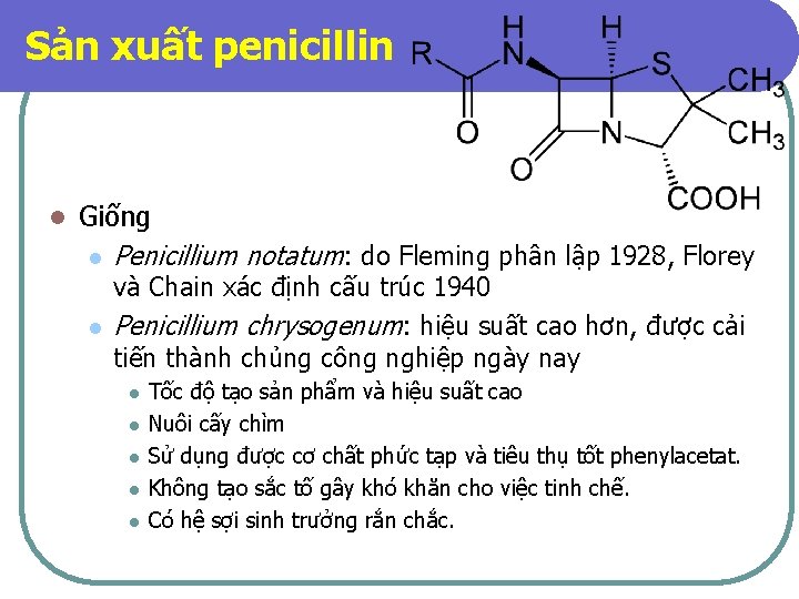 Sản xuất penicillin l Giống l Penicillium notatum: do Fleming phân lập 1928, Florey