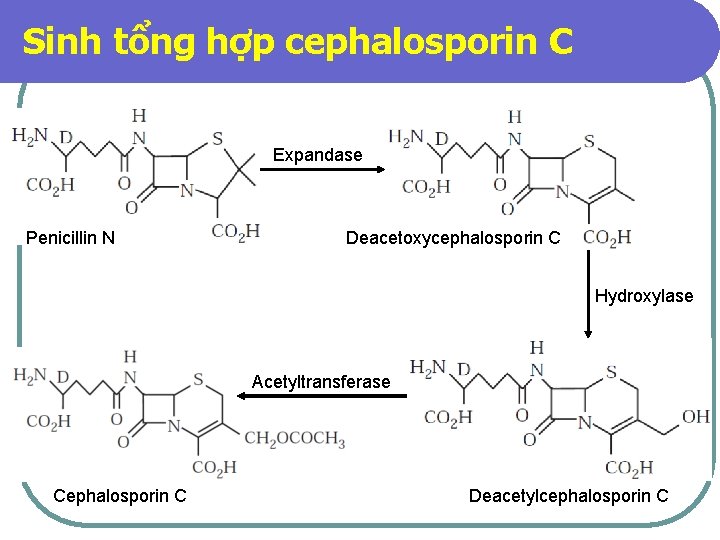 Sinh tổng hợp cephalosporin C Expandase Penicillin N Deacetoxycephalosporin C Hydroxylase Acetyltransferase Cephalosporin C