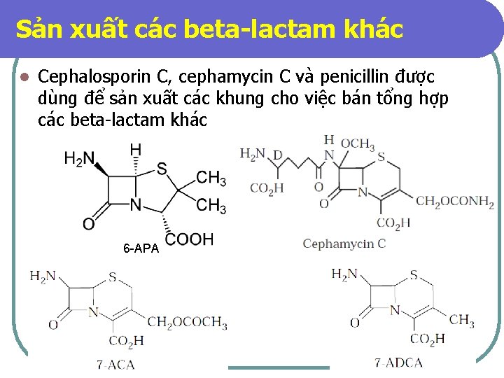 Sản xuất các beta-lactam khác l Cephalosporin C, cephamycin C và penicillin được dùng