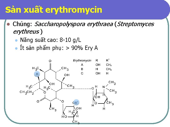 Sản xuất erythromycin l Chủng: Saccharopolyspora erythraea (Streptomyces erythreus ) l l Năng suất