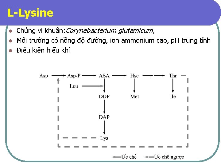 L-Lysine Chủng vi khuẩn: Corynebacterium glutamicum, l Môi trường có nồng độ đường, ion