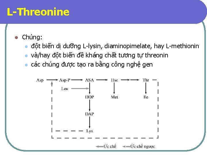 L-Threonine l Chủng: l đột biến dị dưỡng L-lysin, diaminopimelate, hay L-methionin l và/hay