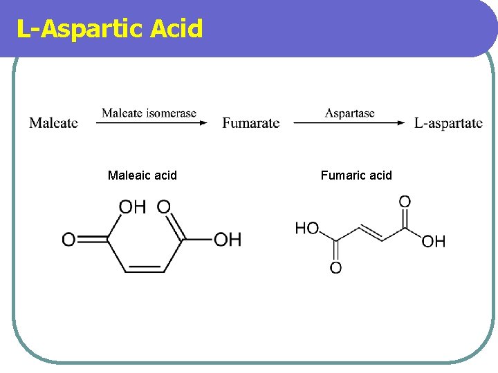 L-Aspartic Acid Maleaic acid Fumaric acid 