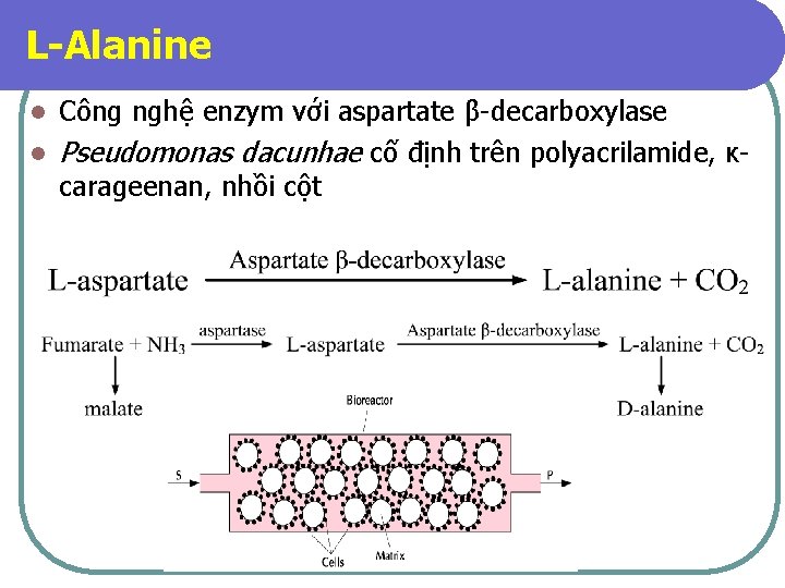 L-Alanine Công nghệ enzym với aspartate β-decarboxylase l Pseudomonas dacunhae cố định trên polyacrilamide,