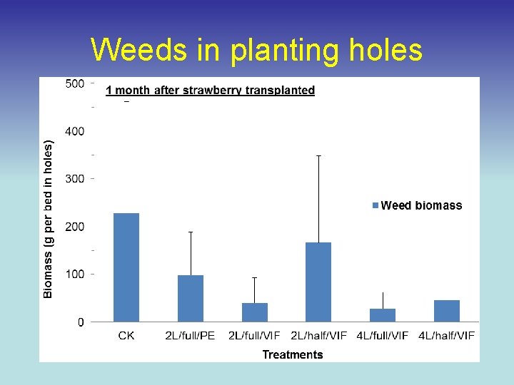 Weeds in planting holes 