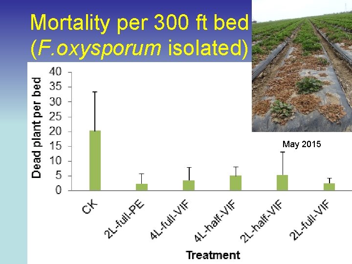 Mortality per 300 ft bed (F. oxysporum isolated) May 2015 
