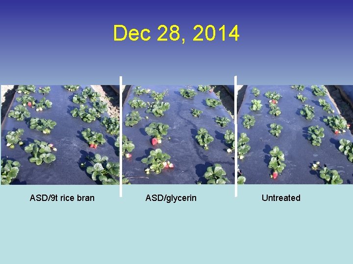 Dec 28, 2014 ASD/9 t rice bran ASD/glycerin Untreated 