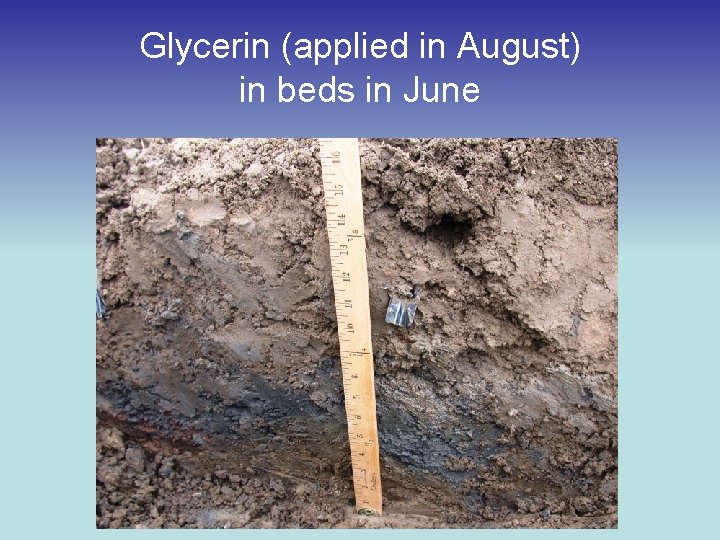 Glycerin (applied in August) in beds in June 