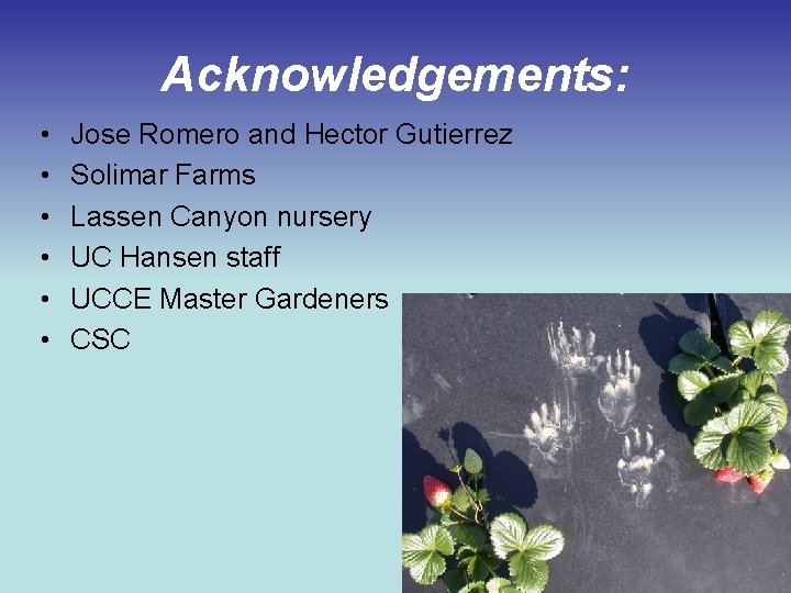 Acknowledgements: • • • Jose Romero and Hector Gutierrez Solimar Farms Lassen Canyon nursery