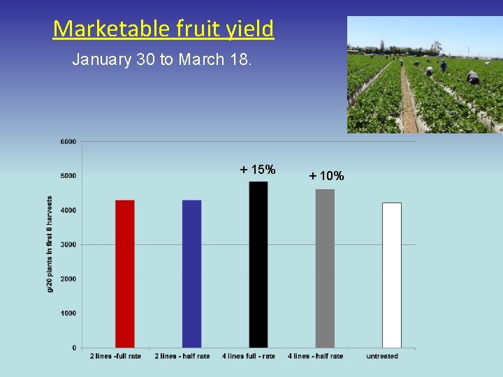 Marketable fruit yield January 30 to March 18. + 15% + 10% 