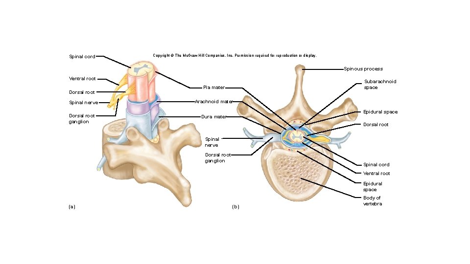 Spinal cord Copyright © The Mc. Graw-Hill Companies, Inc. Permission required for reproduction or