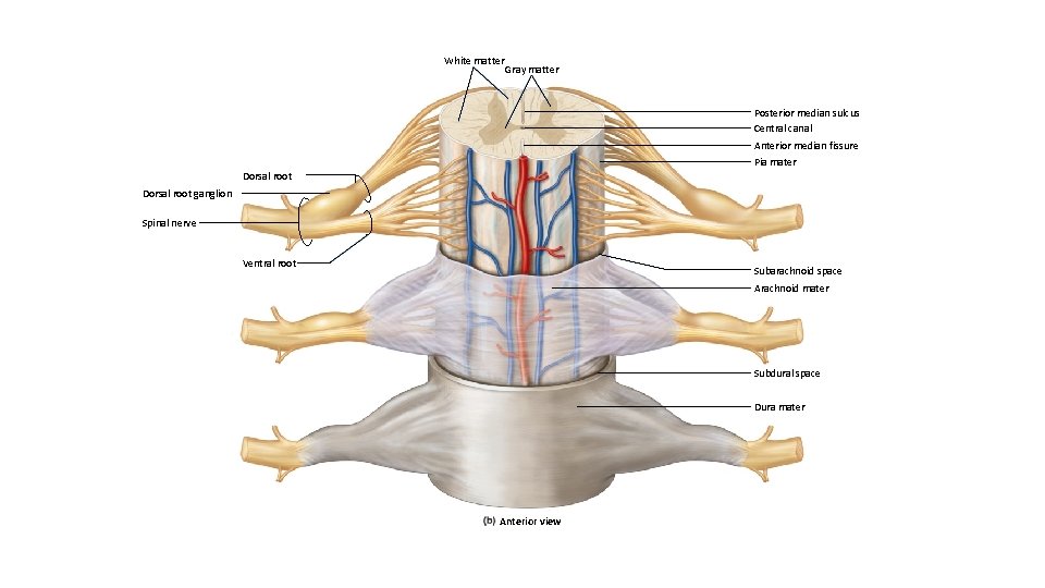 White matter Gray matter Posterior median sulcus Central canal Anterior median fissure Pia mater