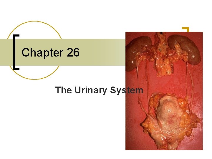 Chapter 26 The Urinary System 