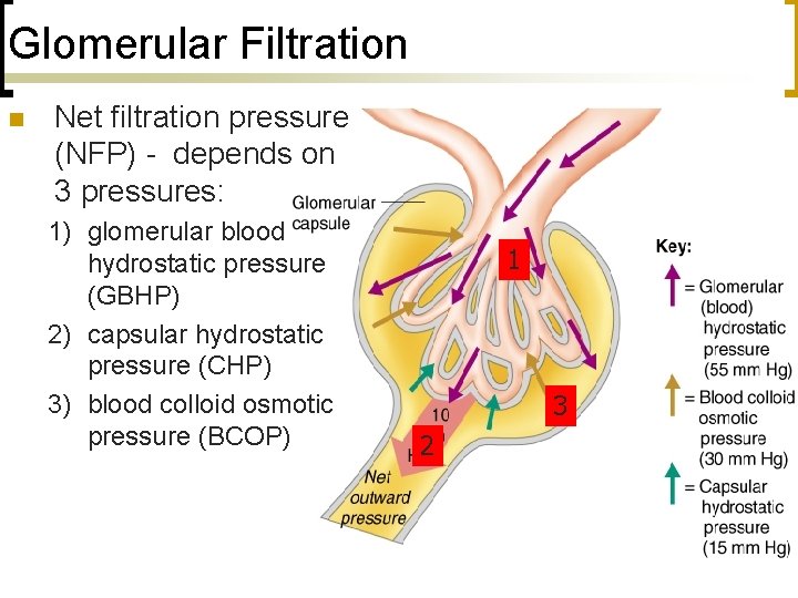 Glomerular Filtration n Net filtration pressure (NFP) - depends on 3 pressures: 1) glomerular