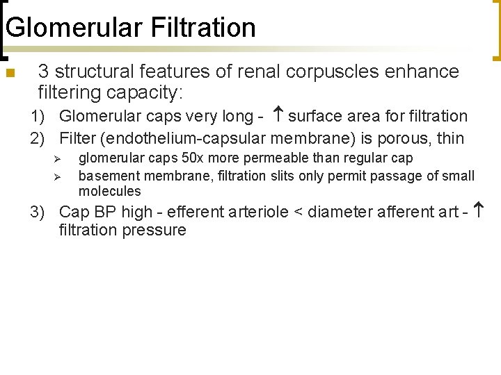 Glomerular Filtration n 3 structural features of renal corpuscles enhance filtering capacity: 1) Glomerular