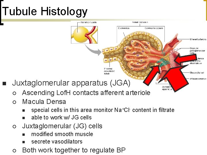 Tubule Histology n Juxtaglomerular apparatus (JGA) ¡ ¡ Ascending Lof. H contacts afferent arteriole