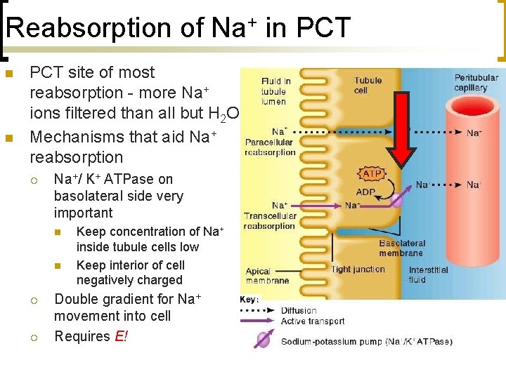 Reabsorption of Na+ in PCT n n PCT site of most reabsorption - more
