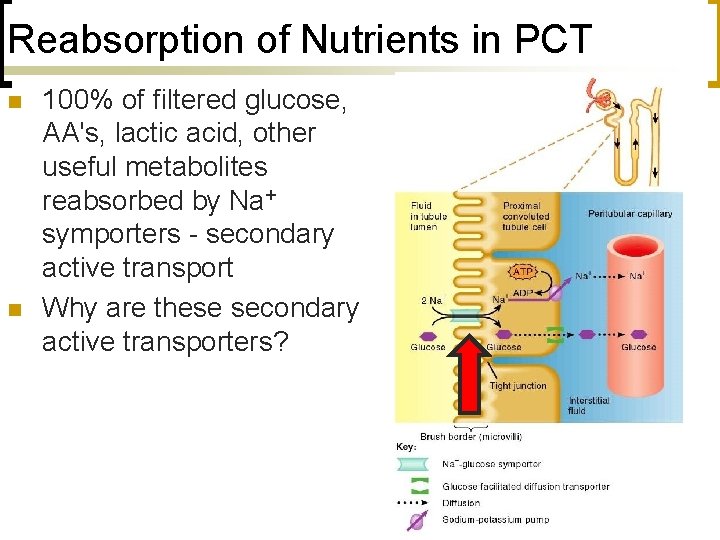 Reabsorption of Nutrients in PCT n n 100% of filtered glucose, AA's, lactic acid,