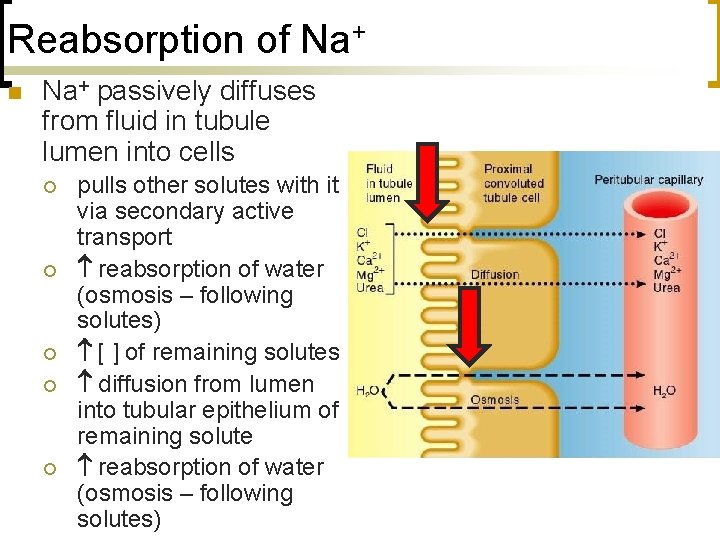 Reabsorption of Na+ n Na+ passively diffuses from fluid in tubule lumen into cells